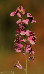 Image result for Rhynchosia elegans