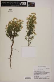 Image result for Euryops subcarnosus