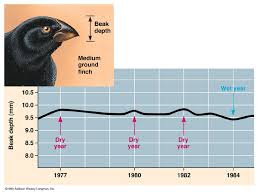 Adaptation In Darwins Finches