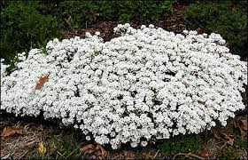 This is a wonderful ground cover and highly recommended for southern. Selected Ground Covers For Missouri Mu Extension