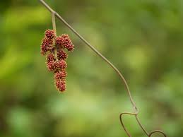 Image result for Ampelocissus africana