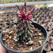 Image result for Monadenium spinulosum