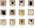 Cat Breeds A–Z Ultimate Guide • Purrfect Cat Breeds