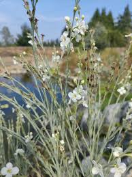 Image result for Gomphostigma virgatum