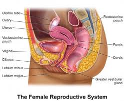 Stomach body parts of woman. What Are The Human Body Systems Female Reproductive System Reproductive System Human Anatomy Female