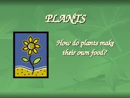 Evergreen trees do not lose their leaves in winter. How Plants Make Food Worksheets Teaching Resources Tpt