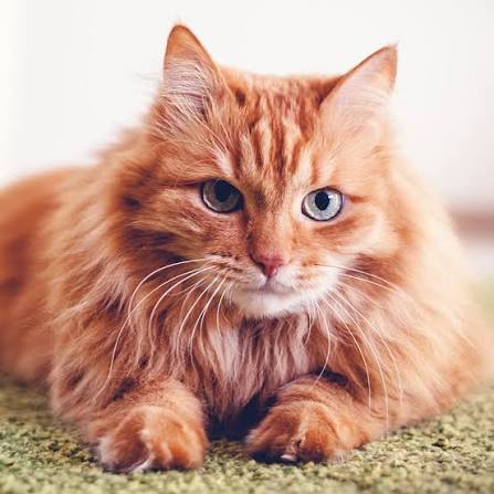 Why are my cat's eyes watering? | Carolina Veterinary Specialists |  Charlotte Veterinary Ophthalmologist