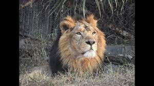 Delhi Zoo All Animals Ticket Price And Timings Youtube Initially, it was known as delhi zoo when in 1982 it was renamed the national zoological park with the idea of making it the model zoo of the country. delhi zoo all animals ticket price and