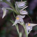 Image result for Polystachya laurentii