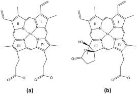 Maybe you would like to learn more about one of these? Typical Catalases Function And Structure Intechopen