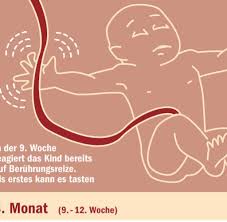 Schwangerschaft ist und obwohl ich ne vorderwandplazentaschwangerschaft habe. Embryonalentwicklung Was Ein Baby Im Bauch Schon Alles Lernen Kann Welt
