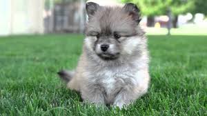 Accepting non refundable deposits of 500$ for your pick of the litter. Precious Pomsky Puppies Are Here Furry Babies