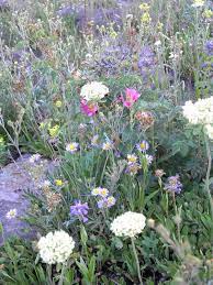Edenbrothers.com has been visited by 10k+ users in the past month Grand Mesa Visitor S Center Wildflower Garden