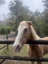 Walking and saw a horse with bent ears. What does this mean : r/Equestrian