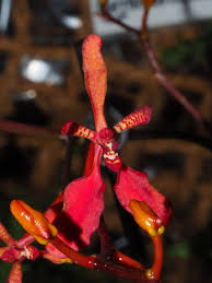 Image result for Hionanthera