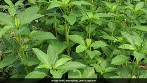This site provides total 1 hindi meaning for mallow. What Are Jute Leaves Heres Everything You Need To Know Ndtv Food