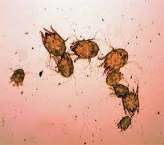 Image result for what do otodectes cynotis look like in dog fur