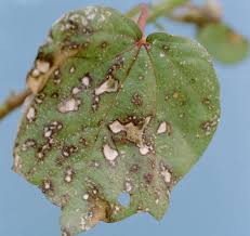 Indian farmers cultivate cotton fibre from all the four gossypium sp. Cotton Diseases And Pests Description Uses Propagation