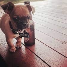 Pin On Doggies