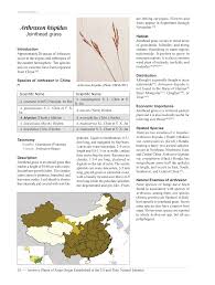 Image result for Arthraxon lancifolius