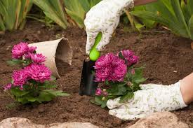 Toxic to dogs, toxic to cats, toxic to horses. Chrysanthemum Growing Tips How To Grow Mums Apartment Therapy