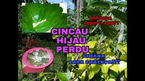 Resep cincau perdu anti gagal. Petik Daun Cincau Perdu Dan Cara Pengolahannya Youtube