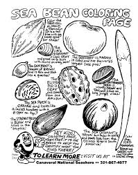 Too gullible and freaky guy constantly gets into. Canaveral National Seashore Titusville Florida Sea Beans Coloring Sheet