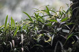 Image result for Bulbophyllum burttii
