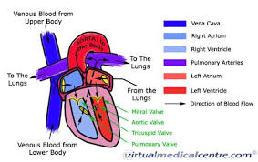 Bodytomy provides a labeled celiac artery diagram to help you understand the location, anatomy, and function of this artery. Cardiovascular System Heart Anatomy Healthengine Blog