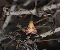 Image result for Pyrausta sanguinalis