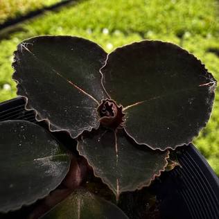 Anoectochilus 'Black Swan', AI generated