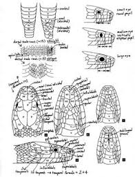 Untitled Document Turtle Drawing Snake Drawing Drawing Tutorial