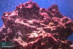 Image result