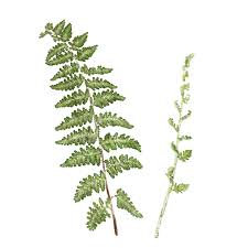 Image result for Cheilanthes inaequalis