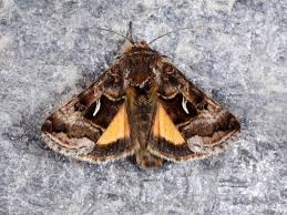 Image result for Syngrapha hochenwarthi