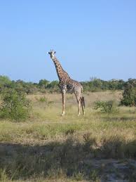 Giraffe Saadani National Park For A Saadani Travel Guide Visit Www Safaribookings Com Saadani With Travel Tips Best Time To National Parks Africa Giraffe