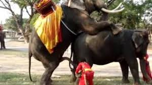 Hot indian movies, fresh gujarat sex, indian fat tits. Mxtube Net Haati Ka Land Com Xxx Mp4 3gp Video Mp3 Download Unlimited Videos Download