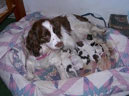 Puppyfinder.com is your source for finding an ideal english springer spaniel puppy for sale in north carolina, usa area. Akc English Springer Spaniel For Stud For Sale In Saginaw Michigan Classified Americanlisted Com