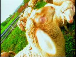 Baby Einstein Baby Macdonald A Day On The Farm 2 Part 3 Video Dailymotion
