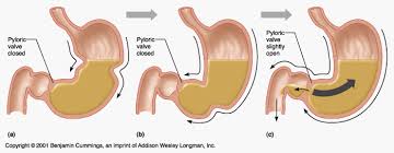 Mechanical Digestion Emergency Nursing Digestive Organs Digestive System