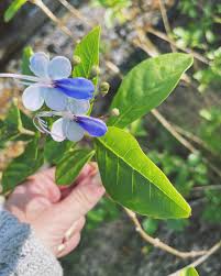 Image result for Rotheca myricoides