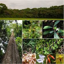 Image result for Rinorea brachypetala