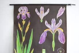 Vintage Iris Botanical Chart By Jung Koch Quentell For Hagemann 1960s
