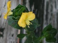 Image result for Barleria lugardii
