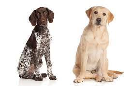 You should brush this dog at least two times per week. Pointer Labrador Mixes A Complete Guide With Pictures Embora Pets