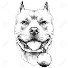 Black And White Pitbull Tattoos Pin On Art Wallpaper