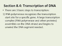 Each amino acid is delivered to the ribosome by a transfer rna molecule depending on the code in the messenger rna. Chapter 8 From Dna To Proteins Section 8