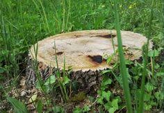 Shielding it from the sun. 9 Kill Tree Stumps Ideas Kill Tree Stump Stump Removal Tree Stump