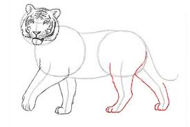We mean the head by a square, which we immediately divide into four equal parts. How To Draw A Tiger Easy With A Pencil For Beginners Step By Step Tiger Art Drawing Animal Drawings Tiger Sketch