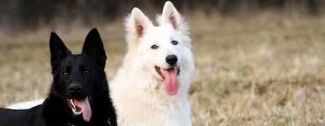 He is fully vetted and spayed. Black German Shepherd Breed Facts Temperament Pet Side